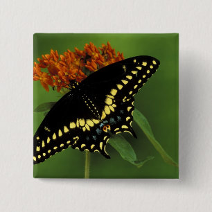 Michigan, Rochester. American Eastern Black 15 Cm Square Badge