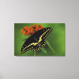 Michigan, Rochester. American Eastern Black Canvas Print