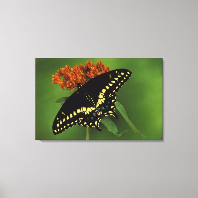 Michigan, Rochester. American Eastern Black Canvas Print (Front)