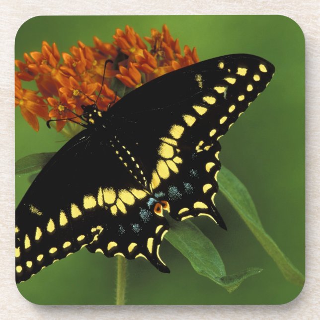 Michigan, Rochester. American Eastern Black Coaster (Front)