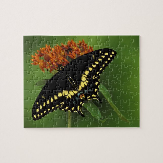 Michigan, Rochester. American Eastern Black Jigsaw Puzzle (Horizontal)