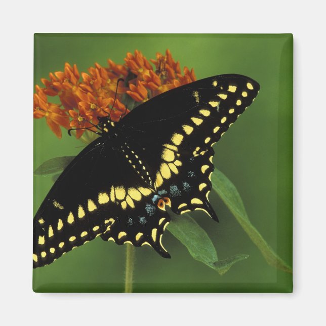 Michigan, Rochester. American Eastern Black Magnet (Front)