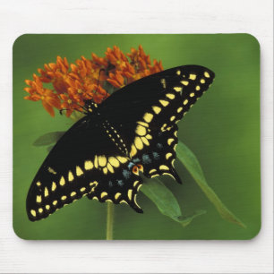 Michigan, Rochester. American Eastern Black Mouse Mat