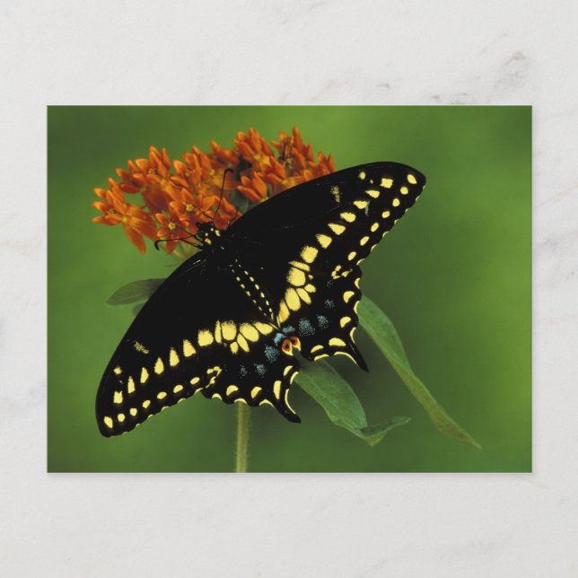 Michigan, Rochester. American Eastern Black Postcard (Front)