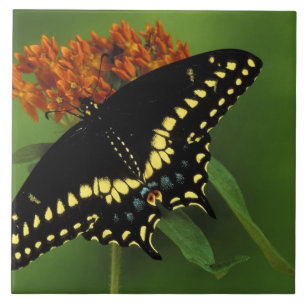 Michigan, Rochester. American Eastern Black Tile