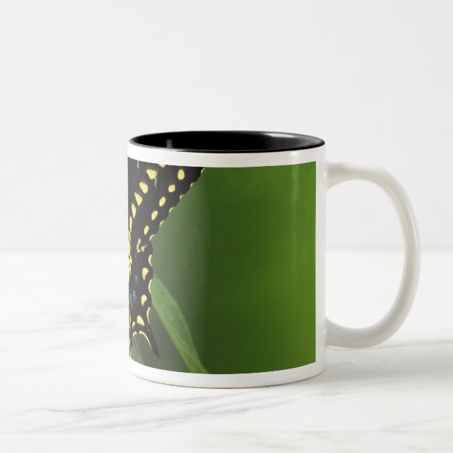 Michigan, Rochester. American Eastern Black Two-Tone Coffee Mug (Right)