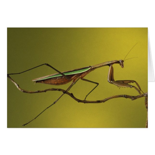 Michigan, Rochester Hills. Praying Mantis (Front Horizontal)