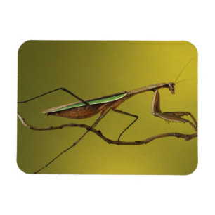 Michigan, Rochester Hills. Praying Mantis Magnet