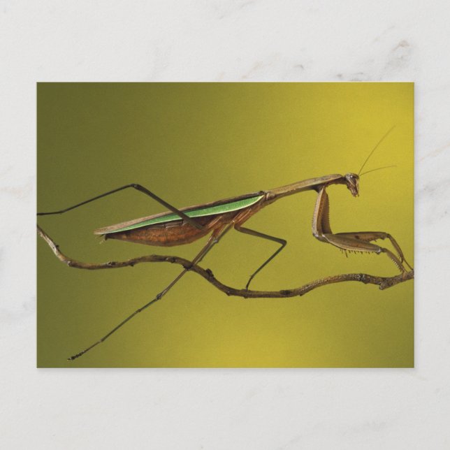 Michigan, Rochester Hills. Praying Mantis on Postcard (Front)