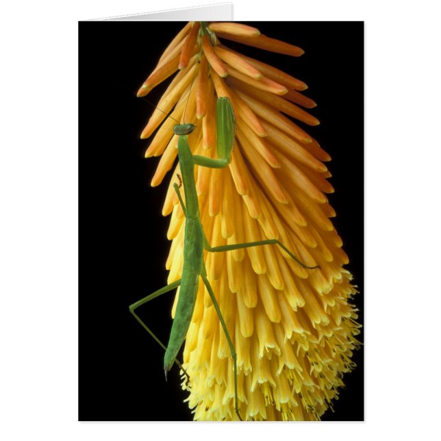 Michigan, Rochester Hills. Praying Mantis on Red (Front)