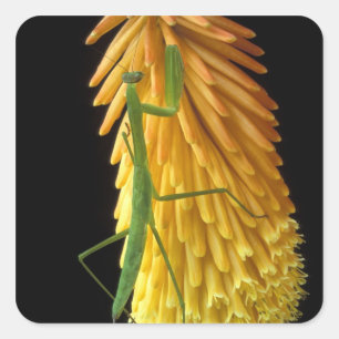 Michigan, Rochester Hills. Praying Mantis on Red Square Sticker