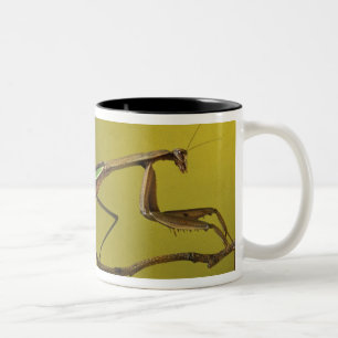Michigan, Rochester Hills. Praying Mantis Two-Tone Coffee Mug
