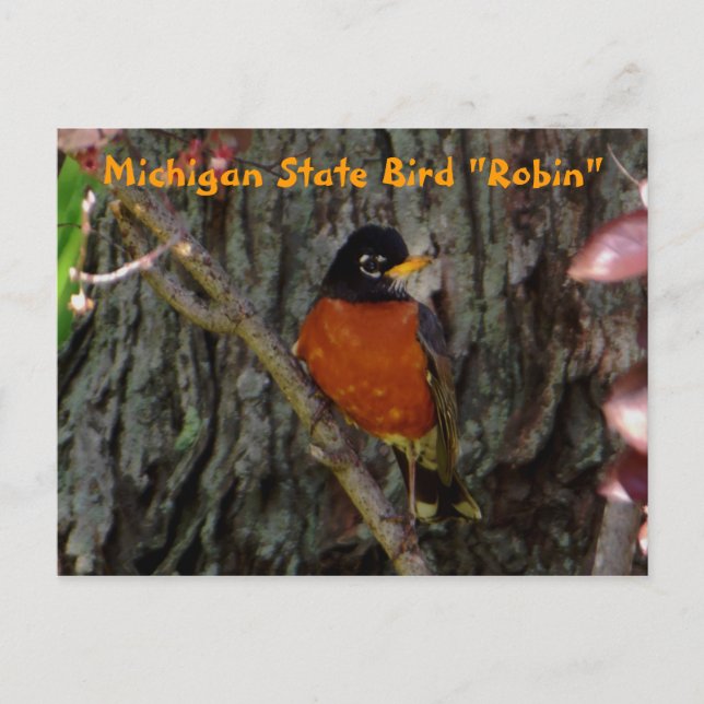 Michigan State Bird Robin Postcard (Front)