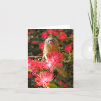 Mico in the "wild" Notecards