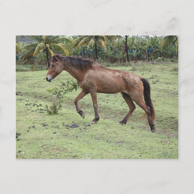 Micoud2 Postcard (Front)