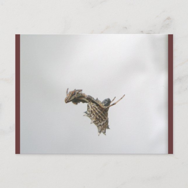 Micrathena Orb Weaver Spider Postcard (Front)