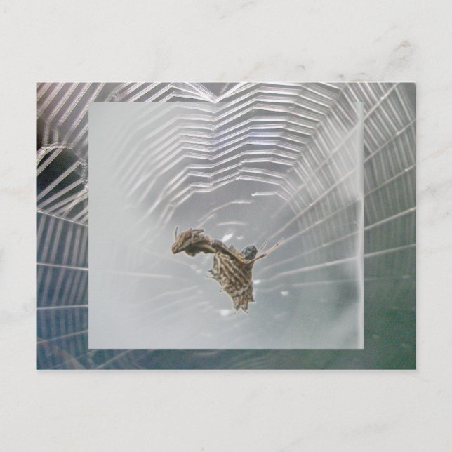 Micrathena Web & Spider Postcard (Front)