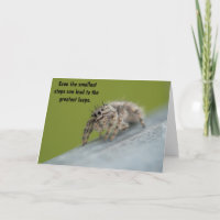 Micro Marvel - The Jumping Spider