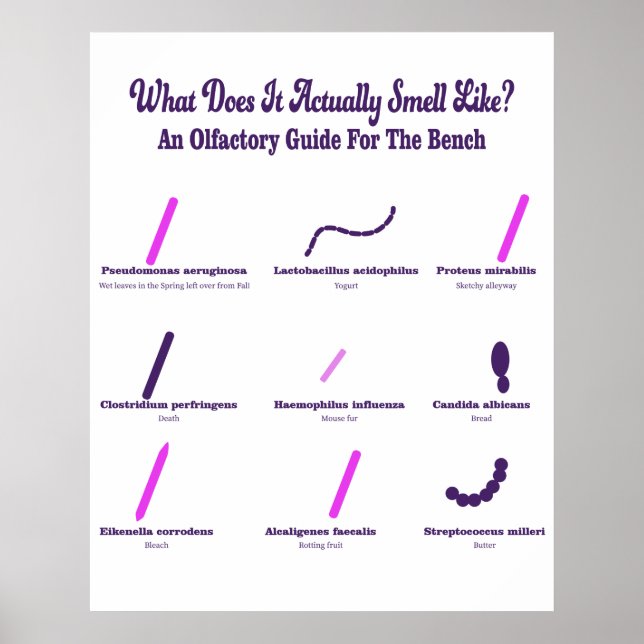 Microbiology Bench Olfactory Guide Poster (Front)