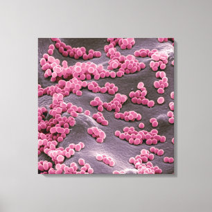 Micrococcus Bacteria Canvas Print