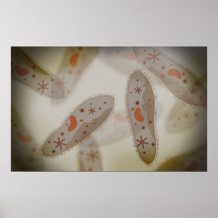 Microscope View Of Paramecium 1 Poster