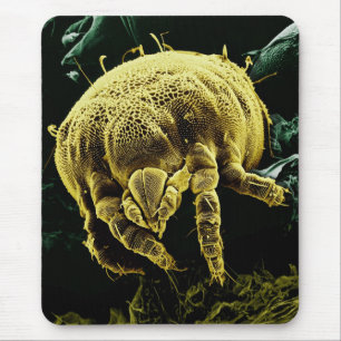 Microscopic Arthropod Acari Mite Lorryia Formosa Mouse Mat