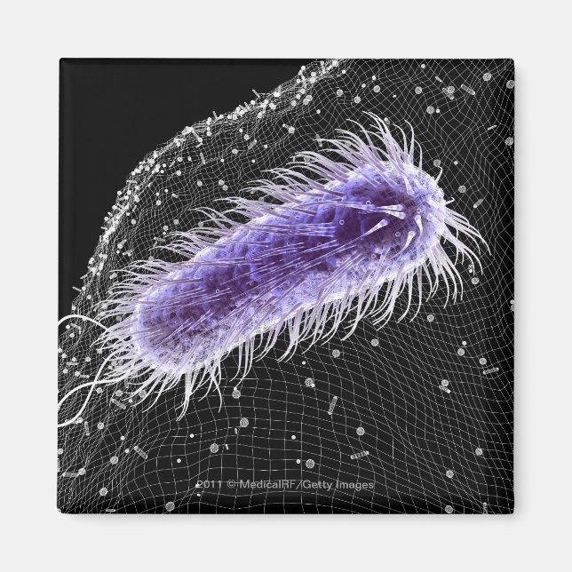 Microscopic view of a helicobacter pylori cell magnet (Front)