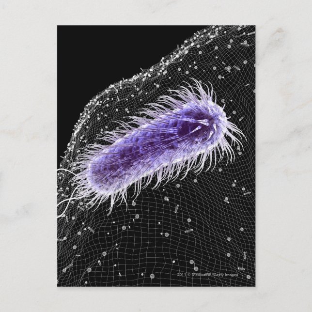 Microscopic view of a helicobacter pylori cell postcard (Front)