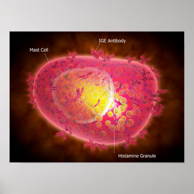 Microscopic View Of A Mast Cell Poster (Front)