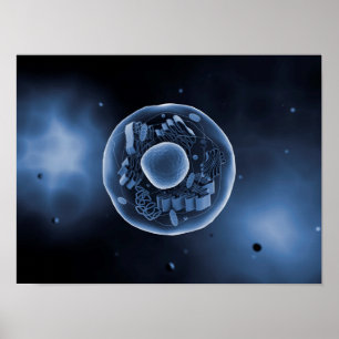 Microscopic View Of Animal Cell 3 Poster