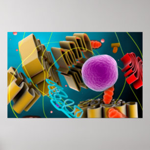Microscopic View Of Animal Cell Nucleus Poster
