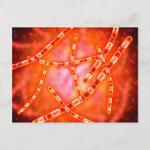 Microscopic View Of Anthrax 1 Postcard