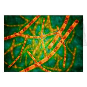 Microscopic View Of Anthrax 2