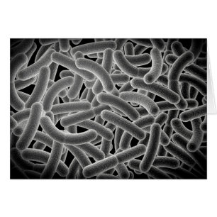 Microscopic View Of Bacilli Bacteria