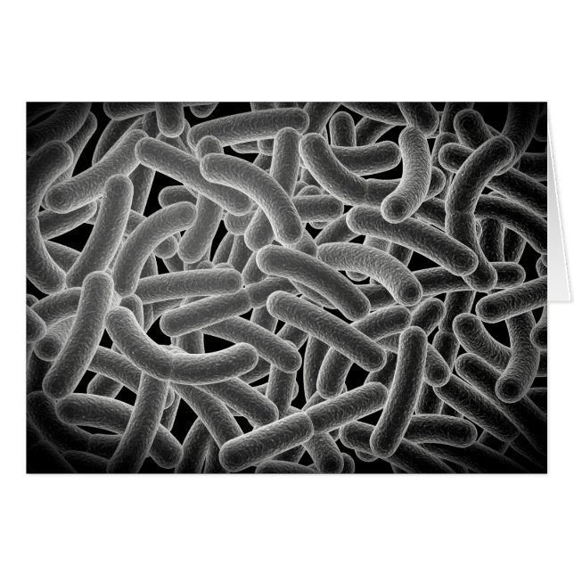 Microscopic View Of Bacilli Bacteria (Front Horizontal)