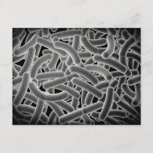 Microscopic View Of Bacilli Bacteria Postcard