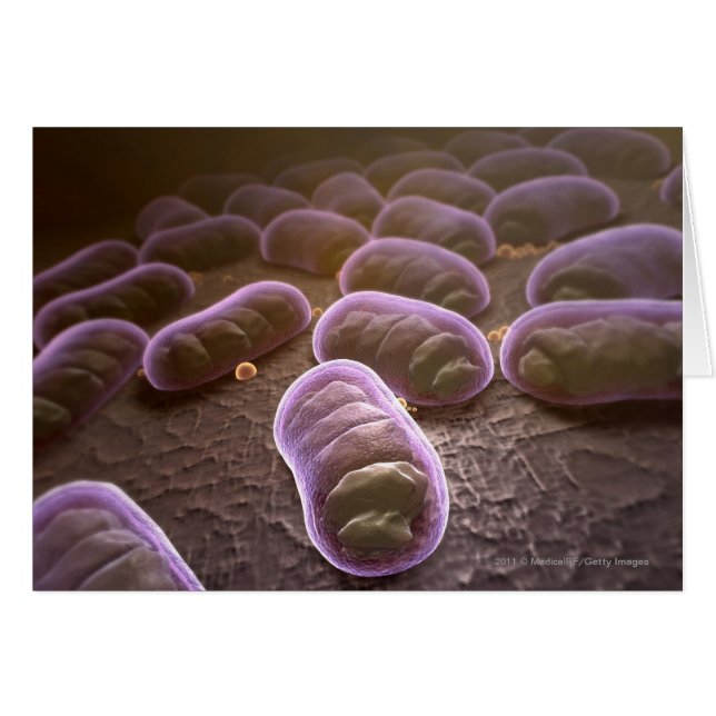 Microscopic view of bacteria (Front Horizontal)