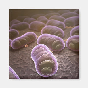 Microscopic view of bacteria magnet