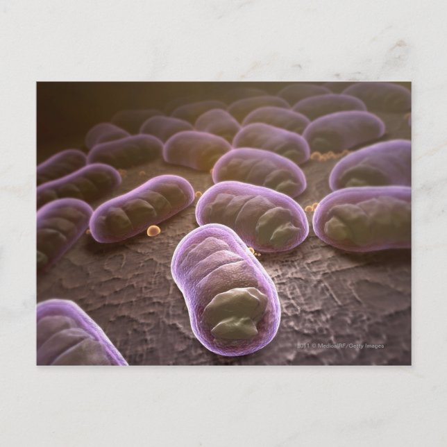 Microscopic view of bacteria postcard (Front)
