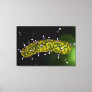 Microscopic View Of Bacteriophage Attacking Canvas Print