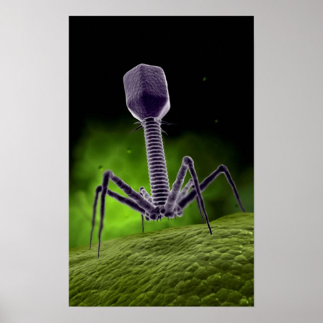 Microscopic View Of Bacteriophage Poster (Front)