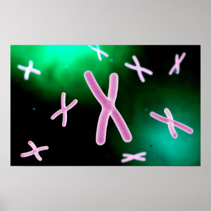 Microscopic View Of Chromosome 2 Poster