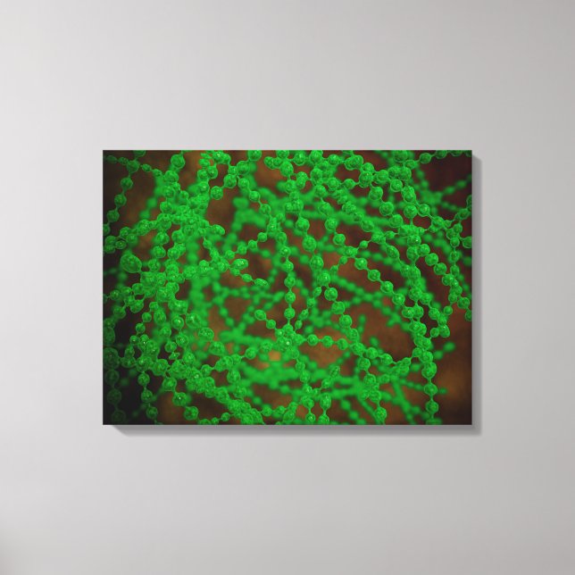 Microscopic View Of Cocci Bacterium Canvas Print (Front)