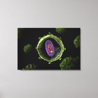Microscopic View Of HIV Virus, Cross Section