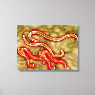 Microscopic View Of Hookworm 1 Canvas Print