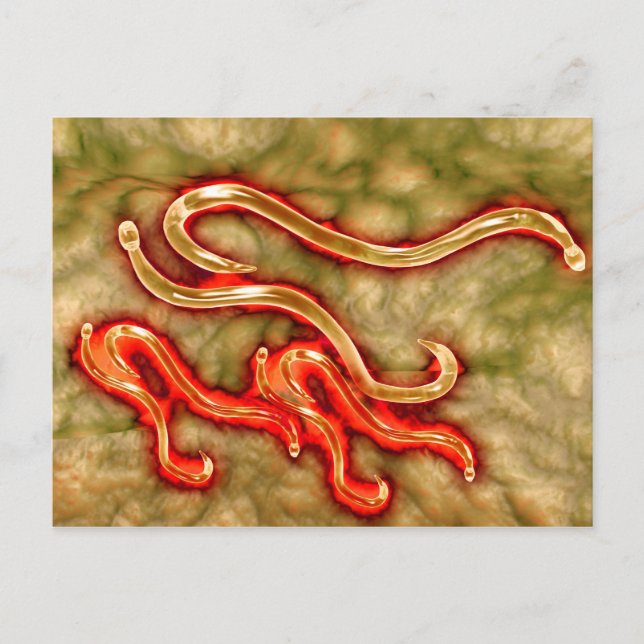 Microscopic View Of Hookworm 1 Postcard (Front)