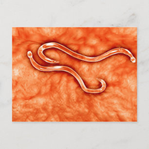 Microscopic View Of Hookworm 2 Postcard