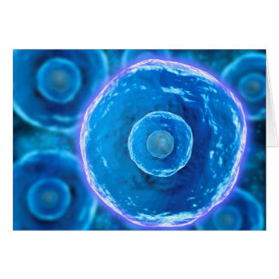 Microscopic View Of Human B-Cells 1