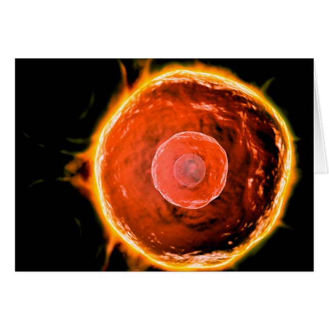 Microscopic View Of Human B-Cells 3 (Front Horizontal)