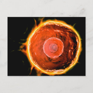 Microscopic View Of Human B-Cells 3 Postcard